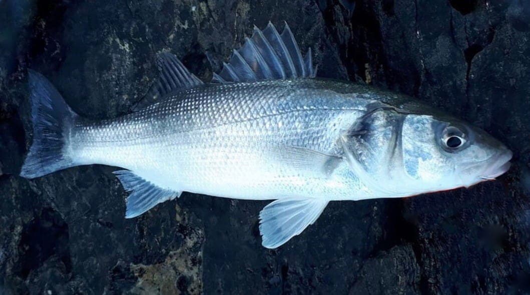 Bass fishing from the shore