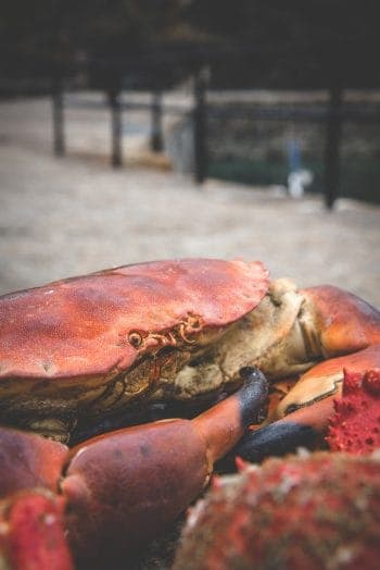 How to cook a live crab