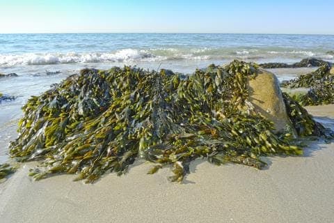 Seaweed Foraging inline image 2