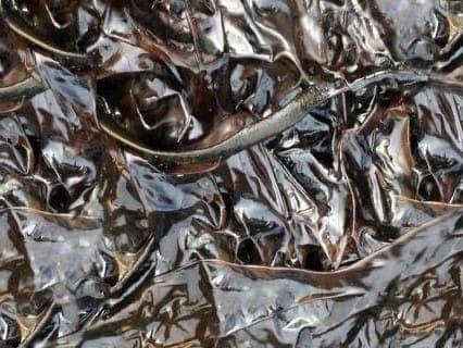 Seaweed Foraging inline image 4