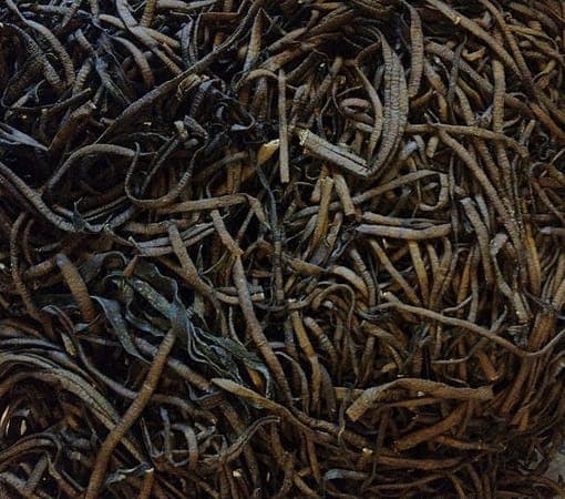 Seaweed Foraging inline image 5