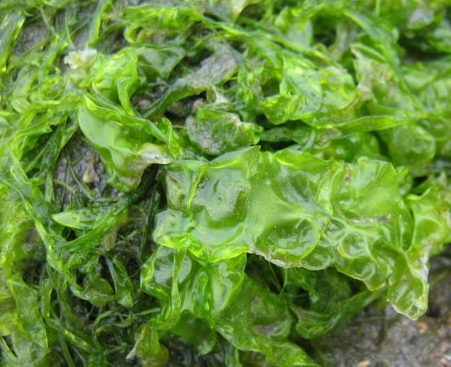 Seaweed Foraging inline image 6