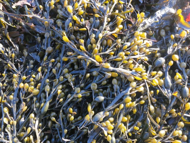 Seaweed Foraging inline image 7