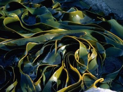 Seaweed Foraging inline image 8