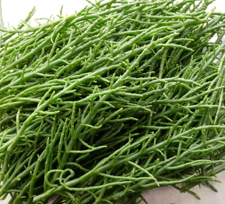 Seaweed Foraging inline image 9