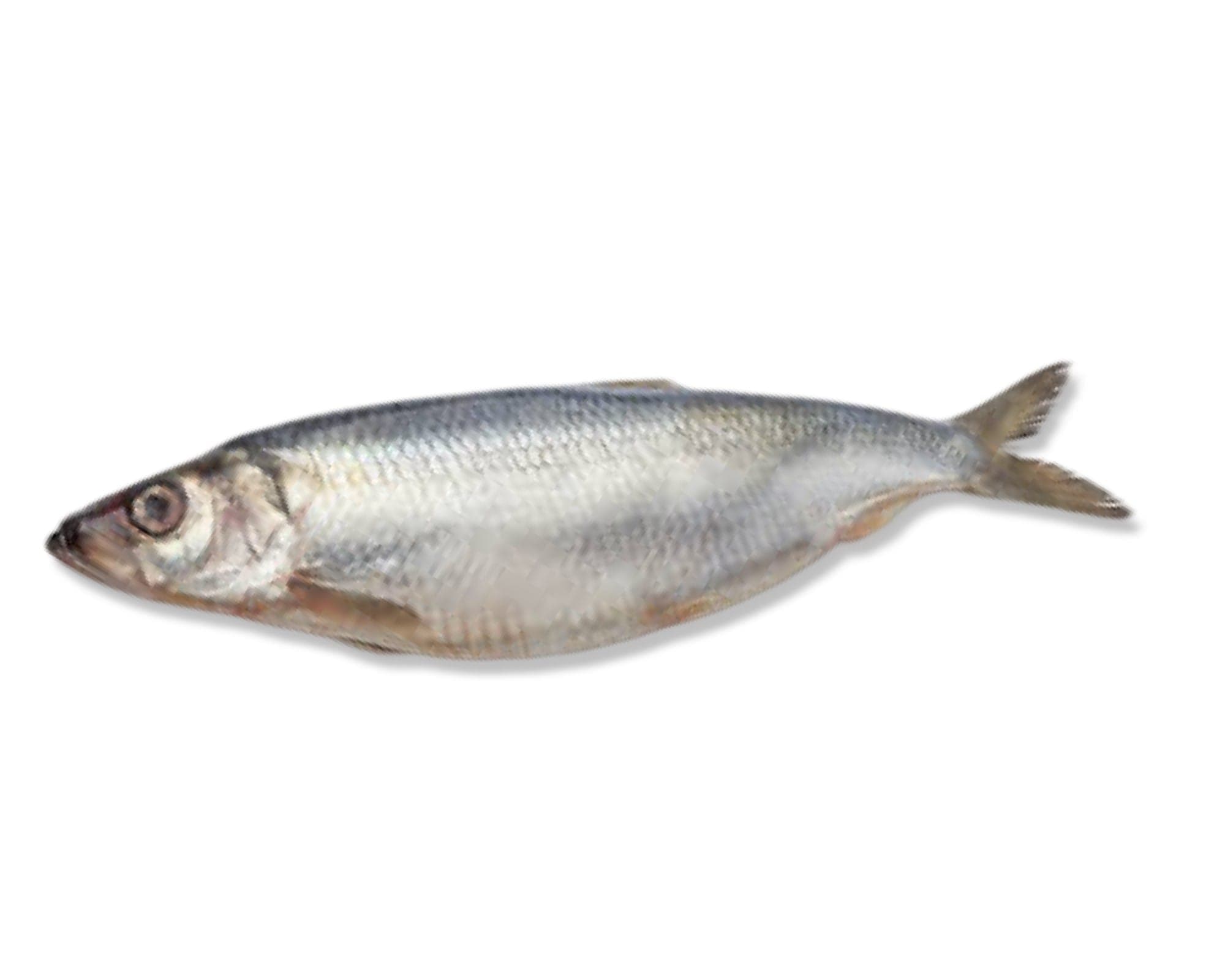 Herring