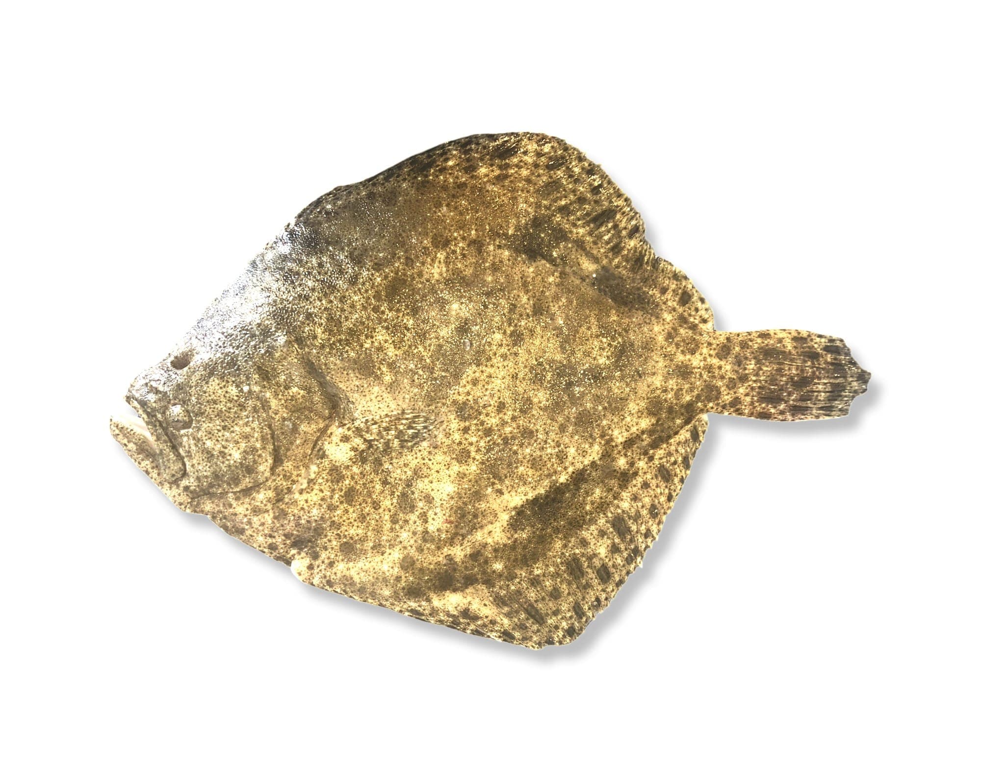 Turbot