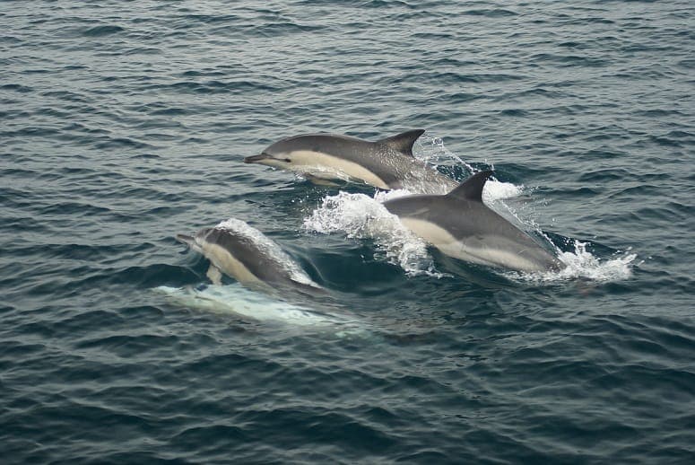 Orca Sea Safaris